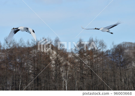 丹頂鶴, 好天氣, 釧路, 北海道 96003668