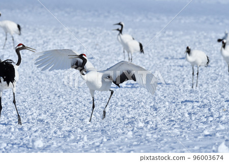 red-crowned crane, fine weather, kushiro, hokkaido red-crowned crane, fine weather, kushiro, hokkaido 96003674