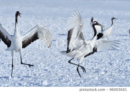red-crowned crane, fine weather, kushiro, hokkaido 96003681