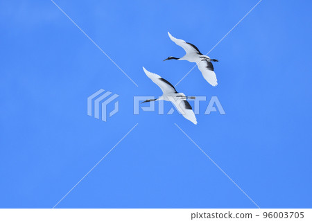 red-crowned crane, fine weather, kushiro, hokkaido 96003705