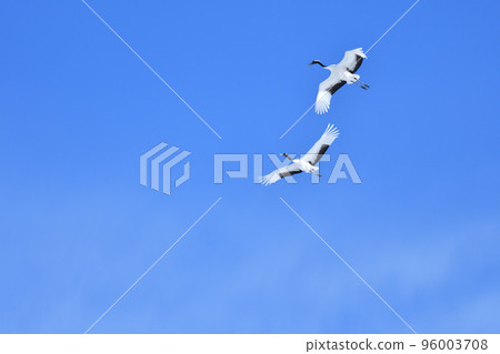 red-crowned crane, fine weather, kushiro, hokkaido red-crowned crane, fine weather, kushiro, hokkaido 96003708