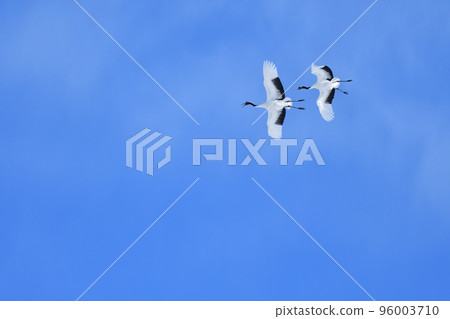 red-crowned crane, fine weather, kushiro, hokkaido 96003710