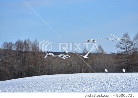 red-crowned crane, fine weather, kushiro, hokkaido red-crowned crane, fine weather, kushiro, hokkaido 96003723