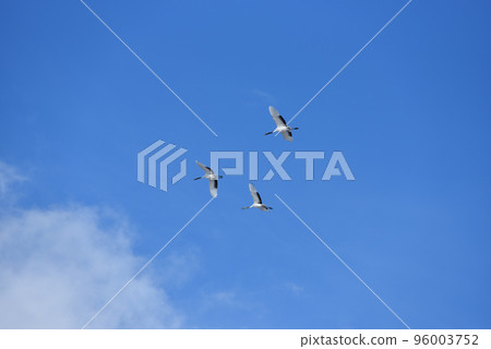 red-crowned crane, fine weather, kushiro, hokkaido 96003752