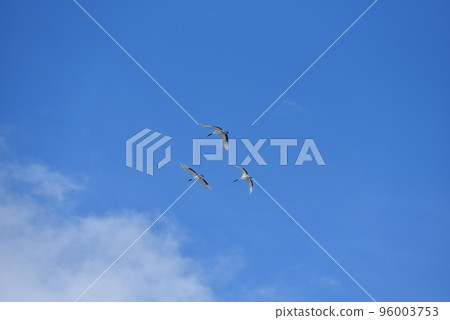 red-crowned crane, fine weather, kushiro, hokkaido 96003753