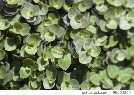 Creeping inchplant Creeping inchplant 96003804