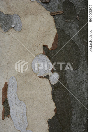 London plane 96003805