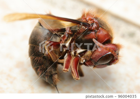 棕色大黃蜂的屍體 棕色大黃蜂的屍體 96004035