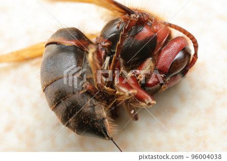 Carcass of a brown hornet Carcass of a brown hornet 96004038