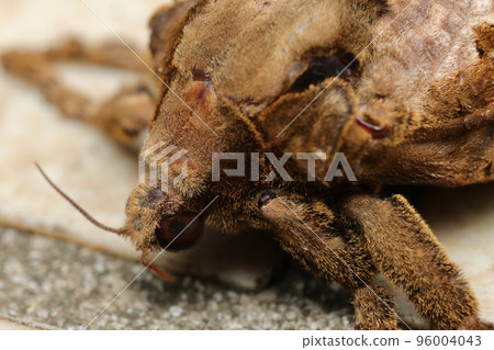 bat moth face close up 96004043