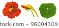 Beautiful studio shot of orange colored nasturtium flower, bud and green leaf isolated on white background closeup. Top view. Copy space 96004309