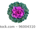 Decorative brassica cabbage pink and green flower isolated on a white background closeup. Top view. Copy space 96004310