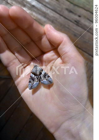 A blue moth with beautiful patterned wings on a woman's palm. Interaction with nature. ecologyproblem. 96004624