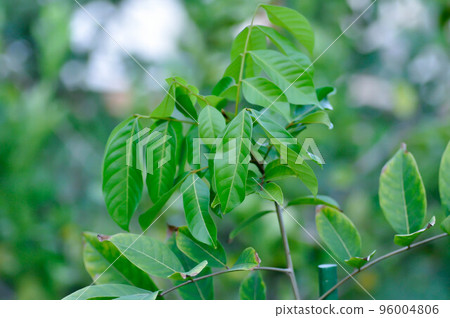 rambutan tree, rambutan plant or Nephelium lappaceum Linn rambutan tree, rambutan plant or Nephelium lappaceum Linn 96004806