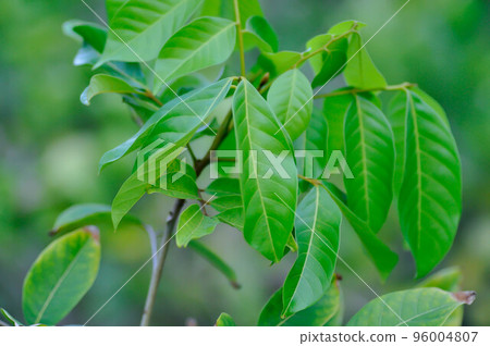 rambutan tree, rambutan plant or Nephelium lappaceum Linn 96004807