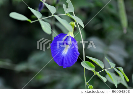 butterfly pea , blue pea flower or Clitoria ternatea L or PAPILIONACEAE butterfly pea , blue pea flower or Clitoria ternatea L or PAPILIONACEAE 96004808