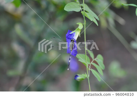 dragonfly on the butterfly pea , blue pea flower or Clitoria ternatea L or PAPILIONACEAE 96004810