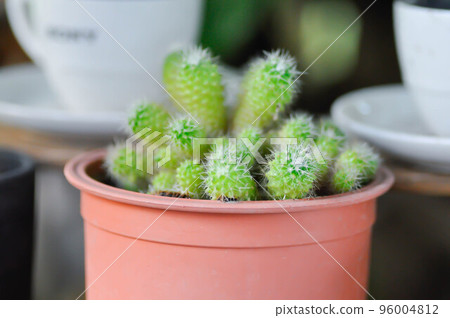 cactus or succulent in the flower pot cactus or succulent in the flower pot 96004812