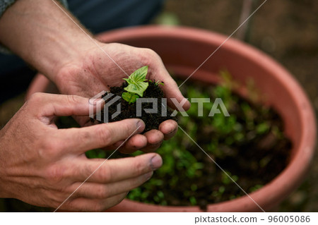 A male farmer holds a tree seedling in his hand to plant in the vegetable plot. Seedling plant sprout in soil. Concept agriculture farming 96005086