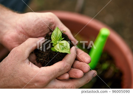 Close-up of a green leaf of a plant. Hands tamp the earth around the seedling. Open ground. Top view. Close-up of a green leaf of a plant. Hands tamp the earth around the seedling. Open ground. Top view. 96005090