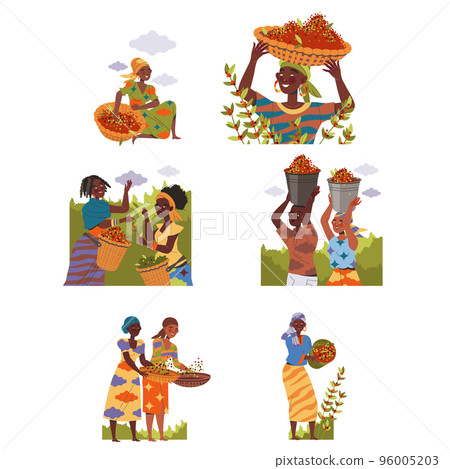 People Character Harvesting Coffee Picking Fresh Fruit in Bucket and Basket Vector Set 96005203