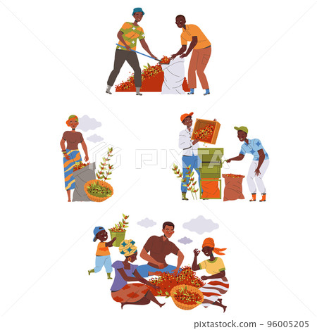 People Character Harvesting Coffee Picking Fresh Fruit in Bag and Basket Vector Set 96005205