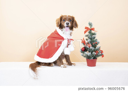 Two smiling dogs in red costumes and a Christmas tree Two smiling dogs in red costumes and a Christmas tree 96005676