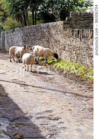Idyllic english rural landscape with sheeps at Ogmore Castle Idyllic english rural landscape with sheeps at Ogmore Castle 96006704