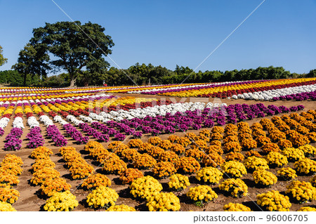 花畑媽媽菊花東京德國村 花畑媽媽菊花東京德國村 96006705