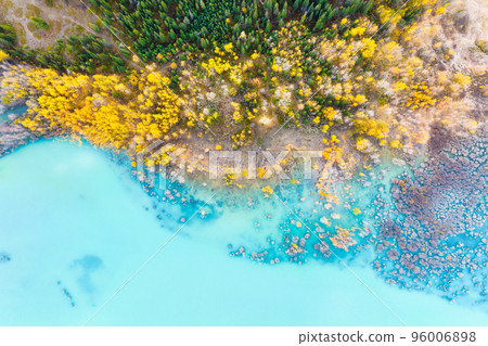 Aerial view. Birch forest in turquoise water. Abraham Lake. Natural scenery in fall time.  96006898
