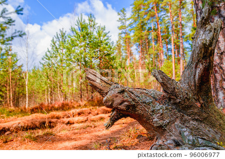 Landscape with a fabulous amazing driftwood in a pine forest Landscape with a fabulous amazing driftwood in a pine forest 96006977