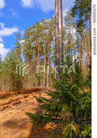 Forest sandy trail in a beautiful coniferous forest 96006978