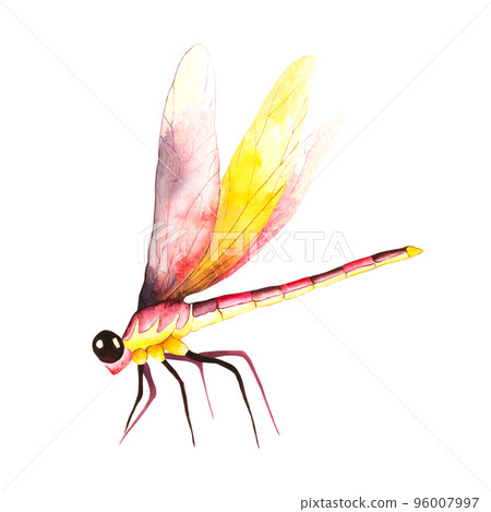 Dragonflies. The pink-yellow dragonfly, watercolor illustration isolated on white background 96007997