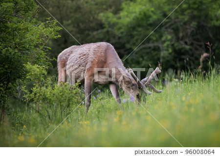 Red deer with velvet antlers grazing on pasture in summer Red deer with velvet antlers grazing on pasture in summer 96008064