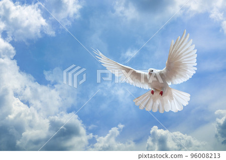 Dove in the air with wings wide open in-front of the sky 96008213