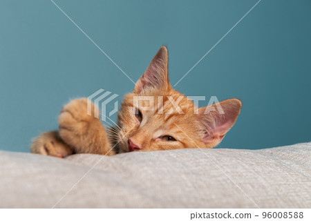 Cute ginger kitten washes Cute ginger kitten washes 96008588