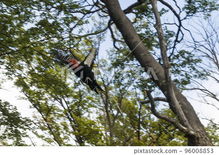 Magellanic Woodpecker in Patagonian forest environment, Los Glaciares National Park, Santa Cruz, Argentina 96008853