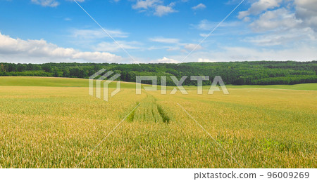 wheat field and blue sky. Wide photo. 96009269