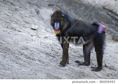 Mandrill walks on the sand, monkey walks on the sand side view. 96009493