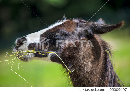 Lama looks into the camera and eats grass. Close-up portrait of a llama chewing grass. 96009497