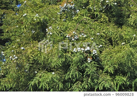 September 2022 Bald cypress fruit September 2022 Bald cypress fruit 96009828