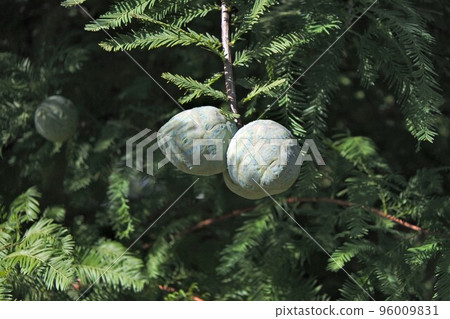 September 2022 Bald cypress fruit September 2022 Bald cypress fruit 96009831