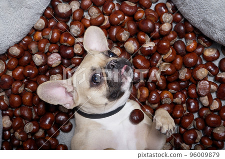 A dog of the French Bulldog breed lies on its back among a large number of chestnut fruits with its head tilted and looking into the camera. The dog poses with its back arched. 96009879