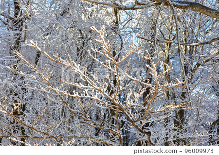 Sanggodae, Hallasan, Middle-mountainous Mountains, Road, Snow Road, Ice Road, Slippery, Snow Flower, Snow, Heavy Snow, Forest, Forest, Mountain, Winter Mountain, Hiking, 96009973