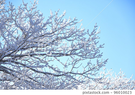 山高台, 漢拏山, 中山, 道路, 雪路, 冰路, 濕滑, 雪花, 雪, 大雪, 森林, 森林, 山, 冬季山, 徒步旅行, 96010023