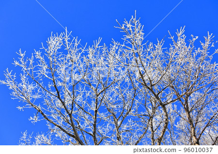 山高台, 漢拏山, 中山, 道路, 雪路, 冰路, 濕滑, 雪花, 雪, 大雪, 森林, 森林, 山, 冬季山, 徒步旅行, 96010037