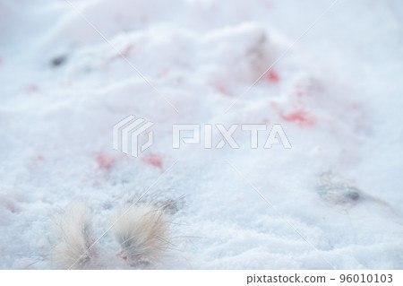Traces of small animals found in the Northern Alps during the harsh winter Food chain Harshness of the natural world Traces of small animals found in the Northern Alps during the harsh winter Food chain Harshness of the natural world 96010103