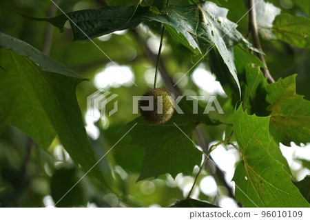 July 2022 Platanus July 2022 Platanus 96010109