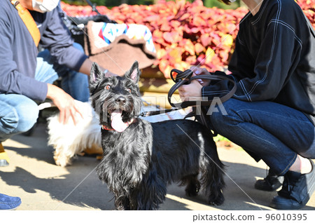 White and black scotch terrier good friends walk (Scottish terrier) 96010395
