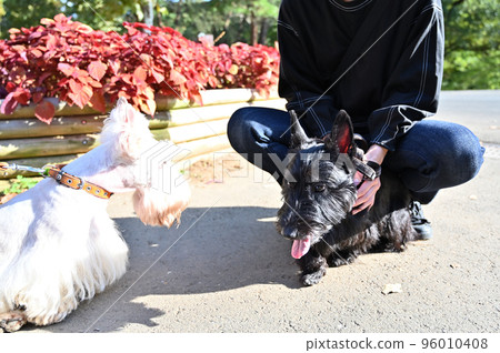 白色和黑色蘇格蘭梗好朋友散步(蘇格蘭梗) 白色和黑色蘇格蘭梗好朋友散步(蘇格蘭梗) 96010408